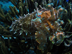 Cuttle Fish; Bali (Olympus C70, f/4.0, 1/500)  by Henry Jager 